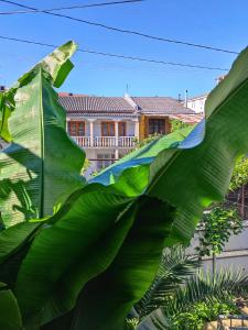 a large green leafy plant in front of a building at Friendly Guest House in Kutaisi