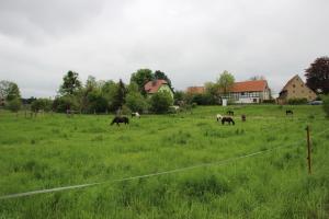 a group of horses grazing in a field at Stiegenstübchen am Weinberg in Dresden +13 photos