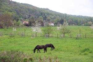 ein Pferd, das auf einem grünen Rasen weidet in der Unterkunft Stiegenstübchen am Weinberg in Dresden