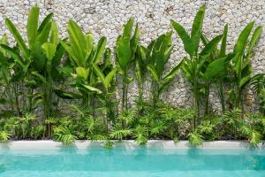 a group of plants against a stone wall at Casa Umalas Villa by Betterplace in Canggu +19 photos