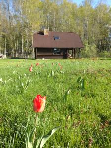 uma flor vermelha na relva em frente a uma casa em Guest Home "Būriņi" em Baldone
