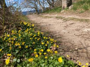 a field of yellow flowers on a dirt road at Gunnabo in Borgholm
