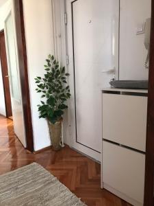 a plant in a vase in a living room at Apartman Snezana in Pirot