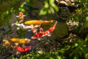 a group of koi swimming in a pond at Suiun in Hakone