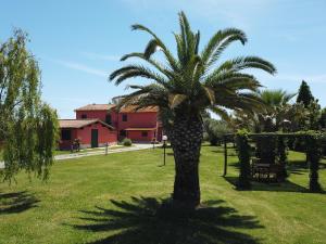 a palm tree in the middle of a field at Locanda le Mandriane in Albinia