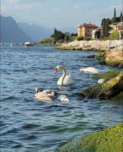 dos cisnes y dos bebés nadando en el agua en Villa Torre - Atmosfera Romantica, en Brenzone sul Garda