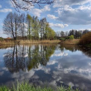 um lago com árvores e nuvens na água em PTASIE SZEPTY em Głosków