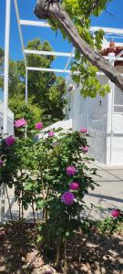 A garden outside Leodi Place