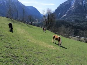 un groupe de chevaux paissant sur une colline herbeuse dans l'établissement Apartment Plattner by Interhome, à Oetz