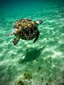 eine grüne Meeresschildkröte, die im Wasser schwimmt in der Unterkunft Sunset Bay - villa de luxe avec magnifique vue Ilets Pigeon in Bouillante