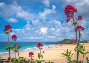 a group of pink flowers on a beach at An Marghty 4a Carthew Terrace in St Ives