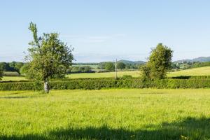 um campo de relva verde com uma árvore no meio em Malvern Hills View Glamping 16+ em Bosbury