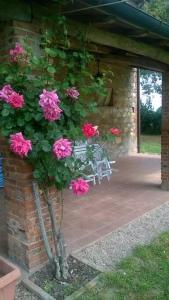 eine Pflanze mit rosa Blumen neben einem Backsteingebäude in der Unterkunft CASA INDIPENDENTE con giardino in Castiglione del Lago