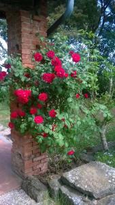 Ein Haufen roter Rosen wächst an einer Ziegelmauer in der Unterkunft CASA INDIPENDENTE con giardino in Castiglione del Lago