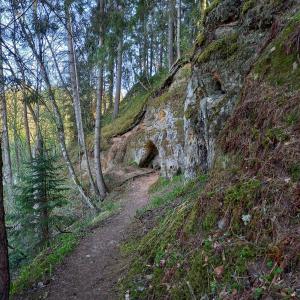 a dirt path on a hillside with trees on it at Ozolu gatve 2- no Cēsīm 7 km in Jāņmuiža