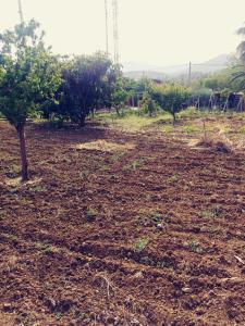 pole ziemi z drzewami w tle w obiekcie casa roja marbella w Marbelli