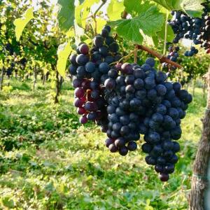 Zahrada ubytování Agriturismo Le Crede 1930