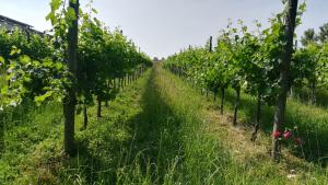Zahrada ubytování Agriturismo Le Crede 1930