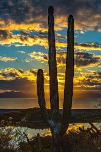 a cactus with a sunset in the background at Casa Patricia in Loreto