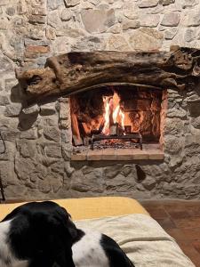 a dog laying on a couch in front of a fireplace at La casa del Teatro in Campiglia dʼOrcia