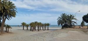 a row of palm trees on a beach with the ocean at PalmeraV in Santa Pola