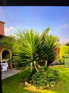 a group of palm trees in a yard at Cosy room in cul de sac location’s home in Dagenham