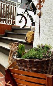 una cesta de plantas verdes en un porche con una bicicleta en Ferienwohnung Am Reitersgäßchen, en Blankenrath