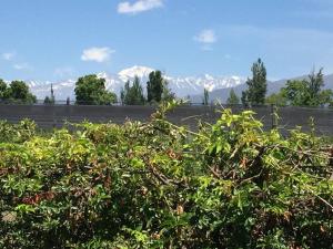 a bush in front of a fence with mountains in the background at Stunning modern apartment in gated community in Ciudad Lujan de Cuyo