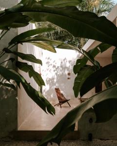 une plante feuillue dans une pièce avec une chaise dans l'établissement Casona los Cedros, à Espita