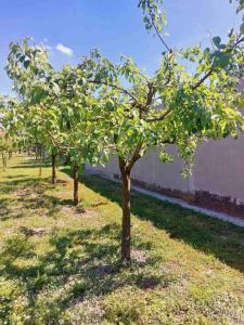 rząd jabłoni na trawiastym polu w obiekcie Tamaris w mieście Vukovar
