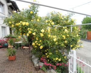 巴拉頓菲賴德的住宿－Sirokkó Apartman，种有黄色花卉和围栏的花园