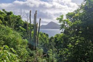 a view of the ocean from the jungle with a group of trees at Villa Salako, Terre-de-Bas - Bas de Villa in Terre-de-Bas