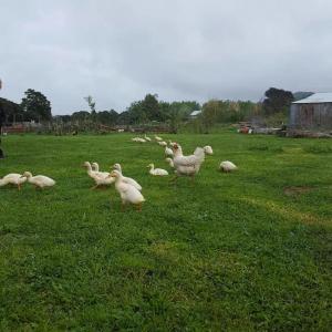 eine Herde Enten, die auf einem Grasfeld wandeln in der Unterkunft Akerama farm stay in Hukerenui