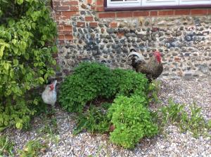 Animals at the bed & breakfast or nearby 