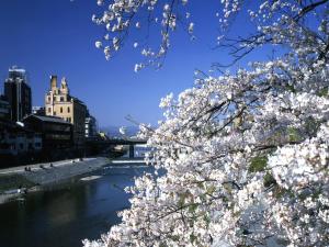 a view of a river with white flowers on trees at The Villa Nene-no-Michi Kazeno Heritage formerly HOTEL VMG RESORT KYOTO Nene in Kyoto +44 photos
