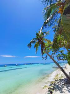 eine Palme am Strand in der Unterkunft On Board Panglao Beach Hostel & Resort in Dao