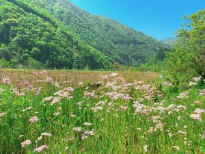 Paesaggio naturale nelle vicinanze del ryokan