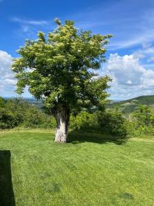 een boom in het midden van een groen veld bij Casale IL SAMBUCO sui colli bolognesi in San Lazzaro di Savena