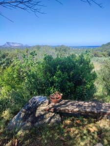 a potted plant sitting on top of a rock at Villa Valfrida in San Teodoro