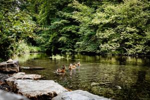 a group of people swimming in a river at Ferienwohnung Waldfeeling in Brilon