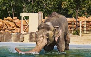a baby elephant is standing in the water at Central Park Apartment on Sumskaya in Kharkiv