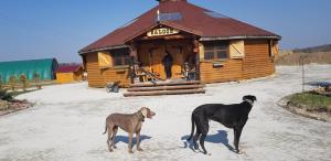 two dogs standing in front of a log cabin at Ranczo siódmy koń in Złoty Stok