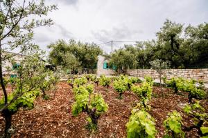 Κήπος έξω από το Tsantri Olive Grove residence