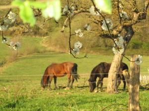two horses grazing in a field next to a tree at La Ferme de Werpin in Hotton