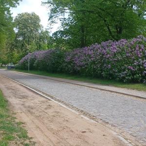 a bush of purple flowers on the side of a road at Zimmer und Apartment Rosi in Krakow am See