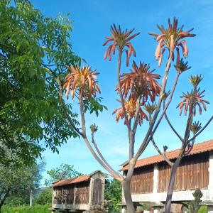 zwei Palmen vor einem Gebäude in der Unterkunft Quinta Da Penela in Vieira do Minho