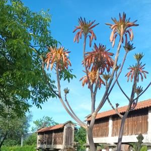 dos palmeras delante de un edificio en Quinta Da Penela, en Vieira do Minho