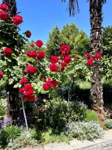 Un mucchio di rose rosse in un giardino di Apartments Miro a Ičići