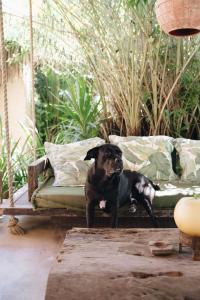 Ein schwarzer Hund steht neben einer Couch in der Unterkunft Vila Fruta Pão in Caraíva