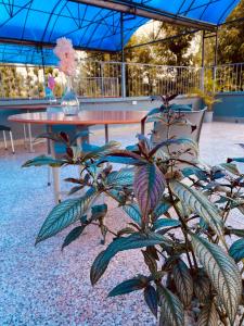 Fotografie z fotogalerie ubytování Dad's Place v destinaci Karatina